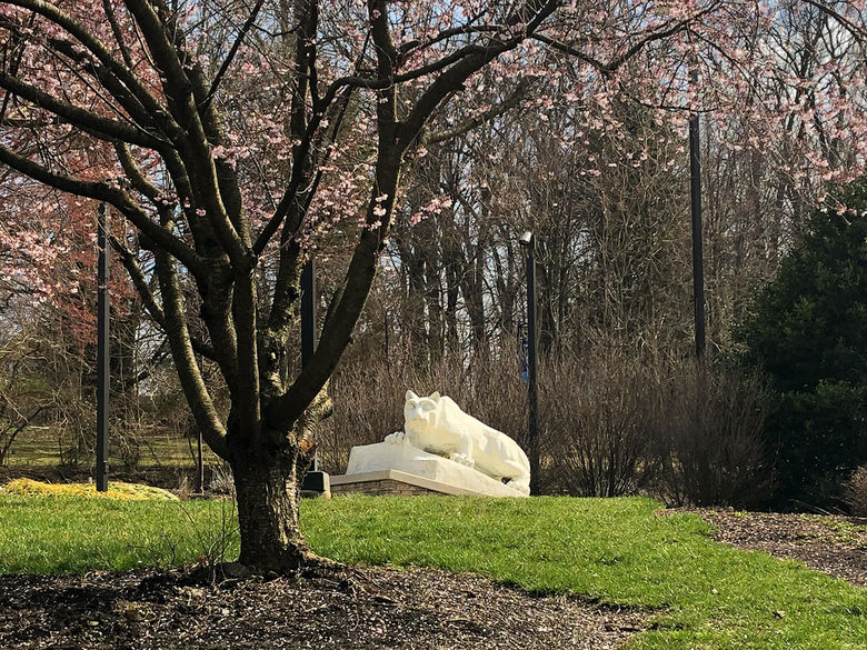The nittany lion statue from a distance, behind a blossom tree in bloom.
