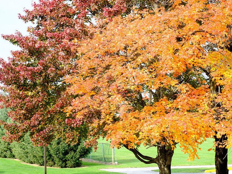 Fall Trees on Campus
