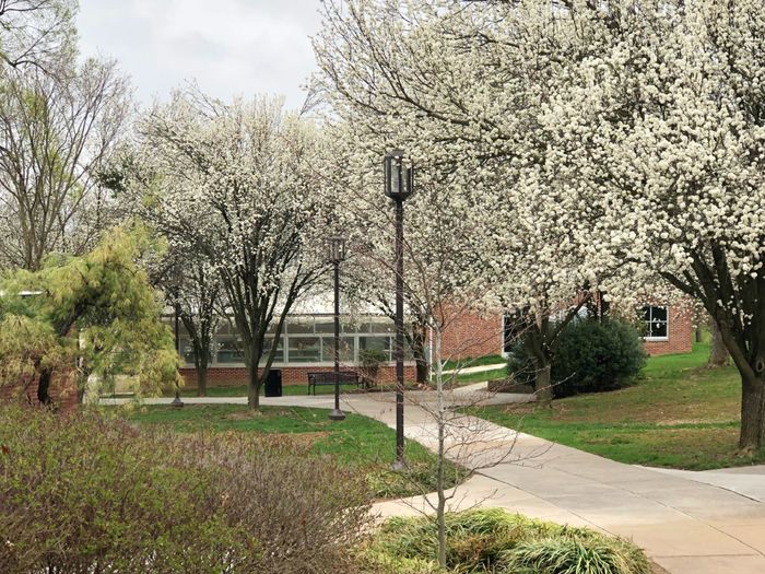 A sidewalk on campus lined by blossoming trees in spring.