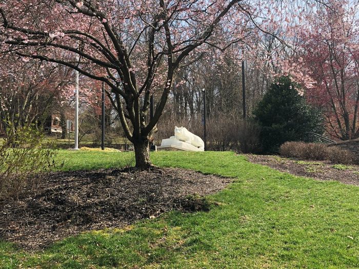 The Nittany Lion statue on campus behind a blossoming cherry tree.