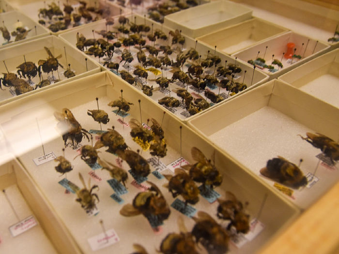 Dead bees in wooden display cases.