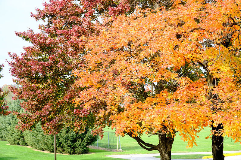 Trees with leaves changing color in fall