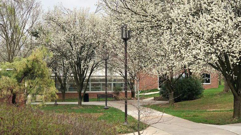 A sidewalk on campus lined by blossoming trees in spring.