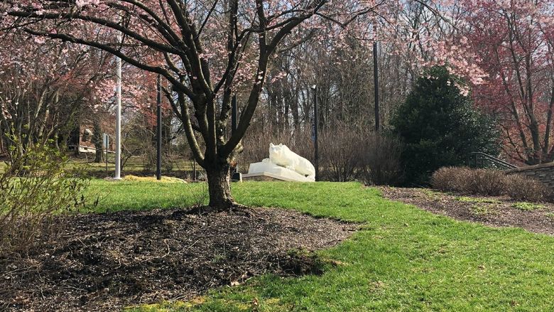 The Nittany Lion statue on campus behind a blossoming cherry tree.