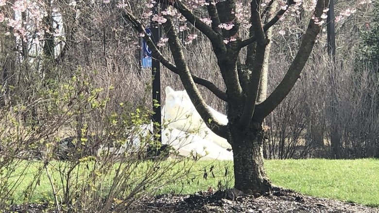The Penn State York Nittany Lion Shrine on the hill in the sun