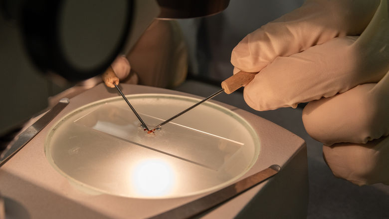 Student working under a microscope.
