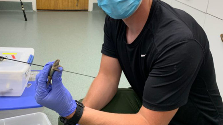 Nicholas Nase Lizard
