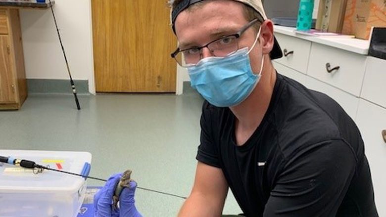 Male sudent wearing a facemask and holding a small lizard he is abou o measure